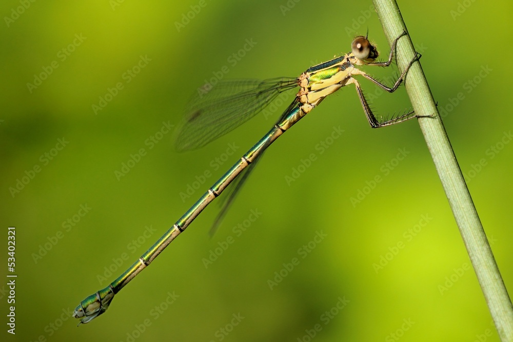 Lestes parvidens Lestes parvidens