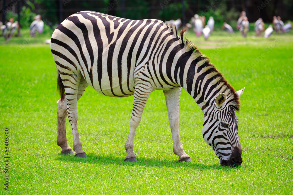 Zebra