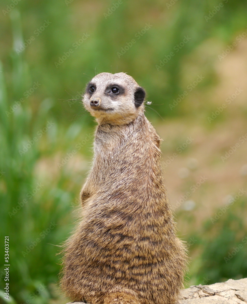 Fototapeta premium Ermännchen