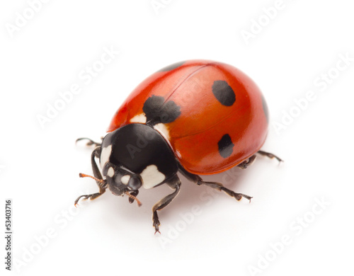 Canvastavla Ladybug