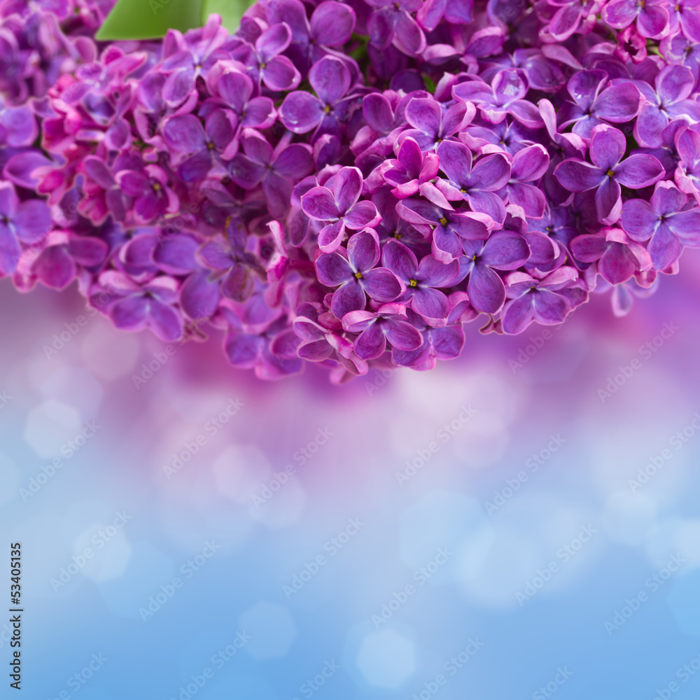 Obraz premium Lilac flowers