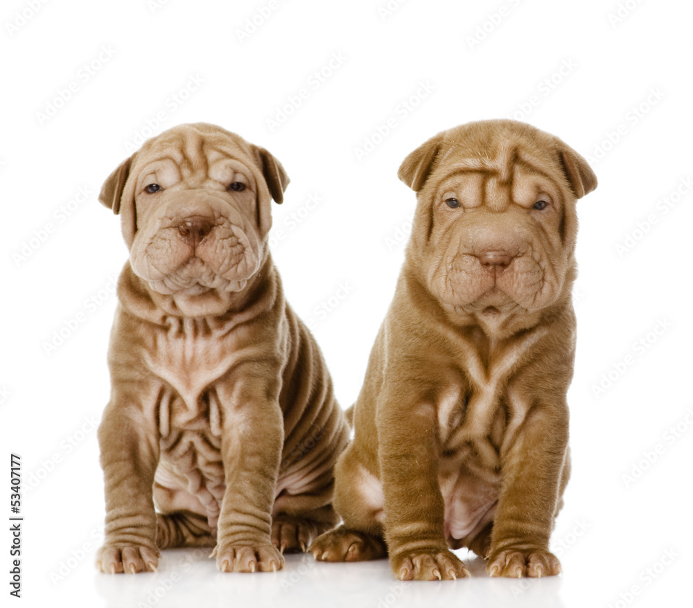 two shar pei puppies looking at camera. isolated on white 