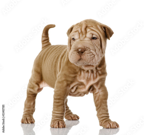sharpei puppy dog looking at camera. isolated on white 