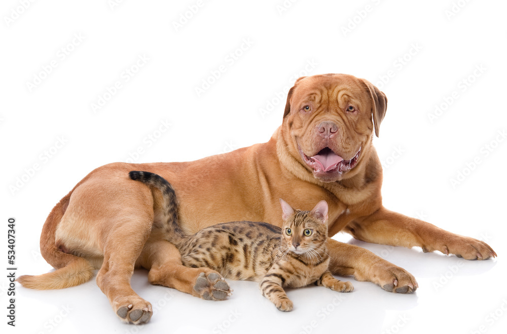 Dogue de Bordeaux (French mastiff) and Bengal cat 