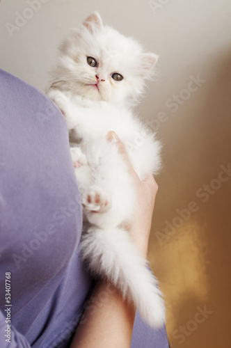 Girl holding white kitten