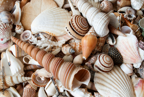Lots of seashells.