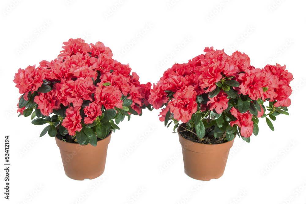 Naklejka premium Rhodendendron