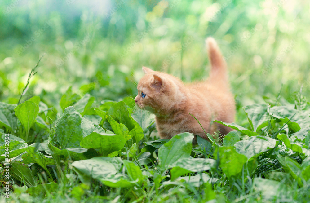 Cite little kitten walking on the plantain Cite little kitten walking on the plantain