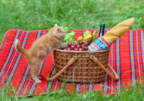 Little kitten sniffing the picnic basket outdoors photo