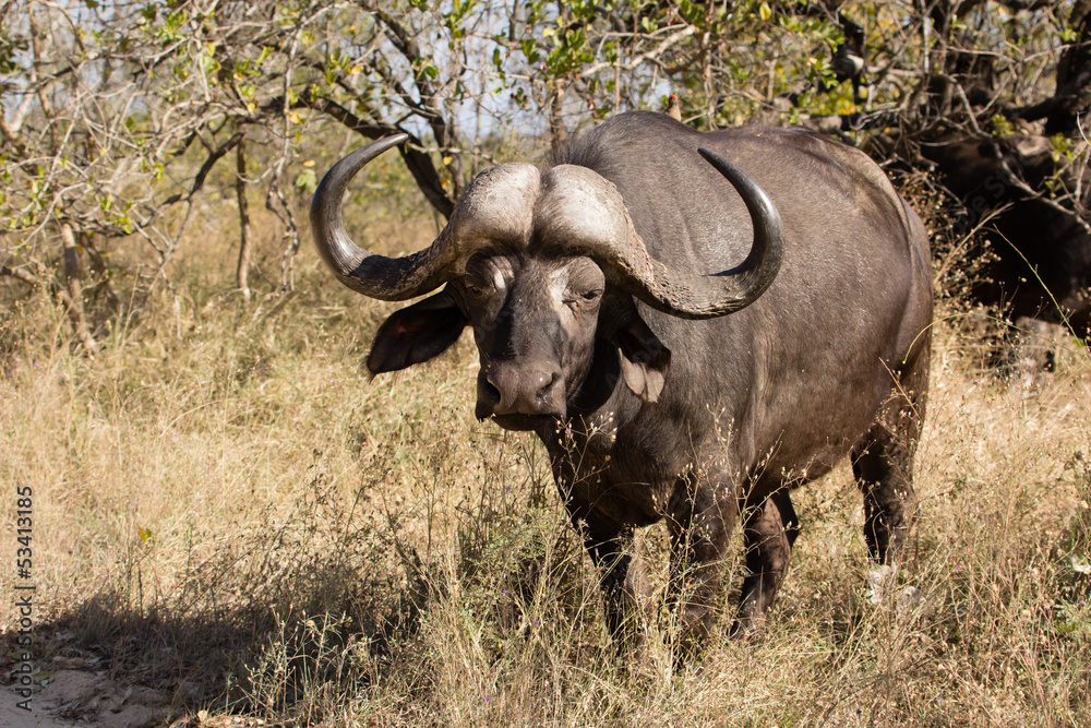 African buffalo bull African buffalo bull