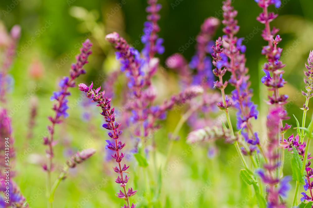 purple flowers purple flowers