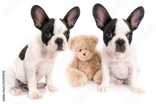 French bulldog puppies with teddy bear toy over white