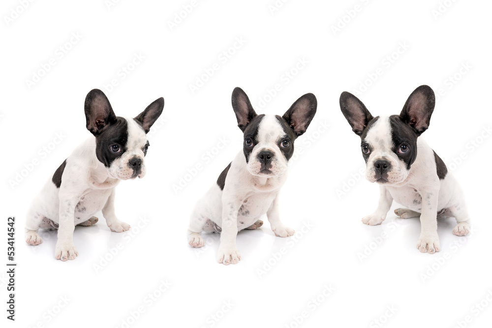 French bulldog puppies over white background French bulldog puppies over white background