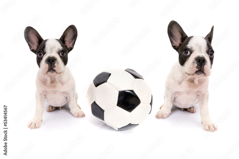 French bulldog puppies with soccer ball over white
