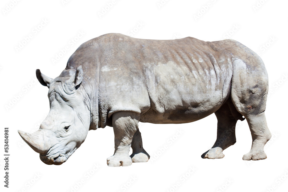 Fototapeta premium white rhinoceros over white