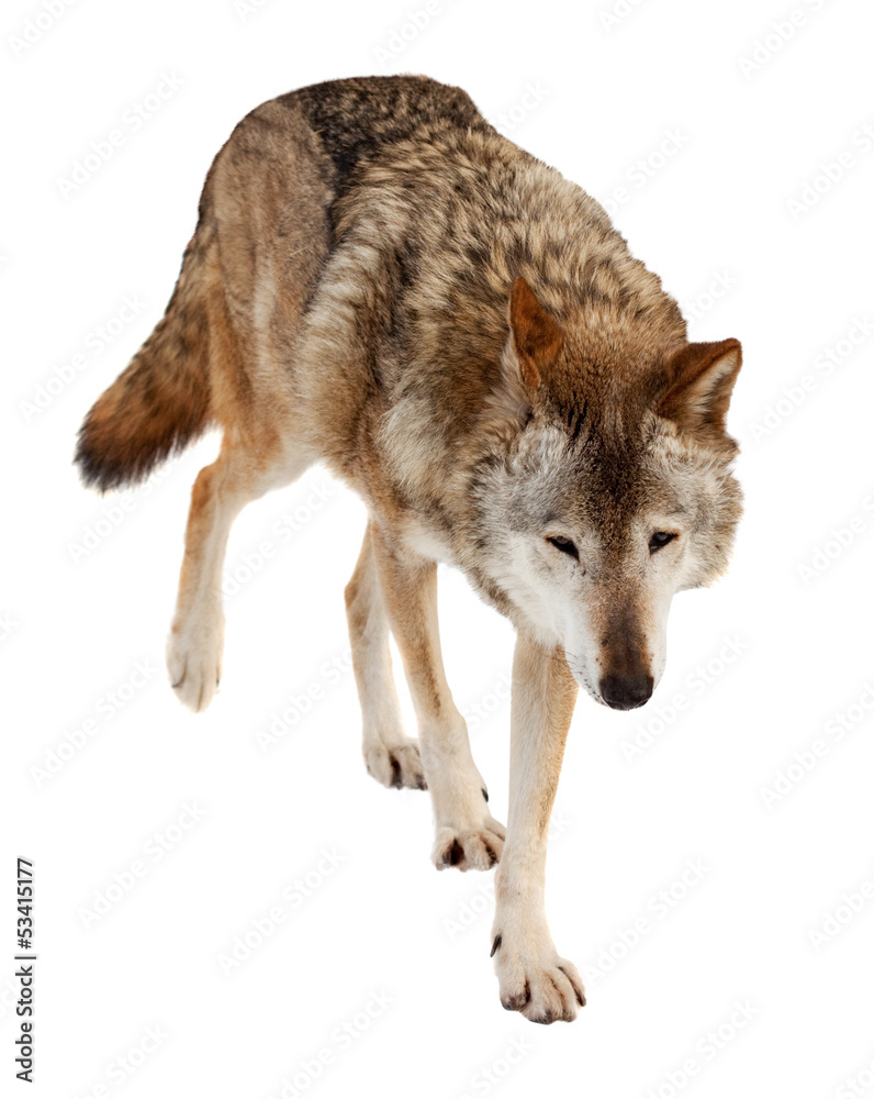 Obraz premium wolf. Isolated over white