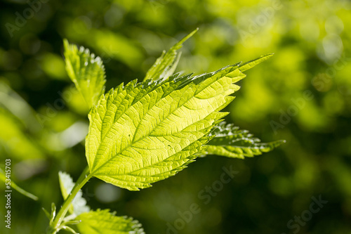 Nettle leaf photo