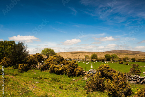 On the pasture in Dartmoor