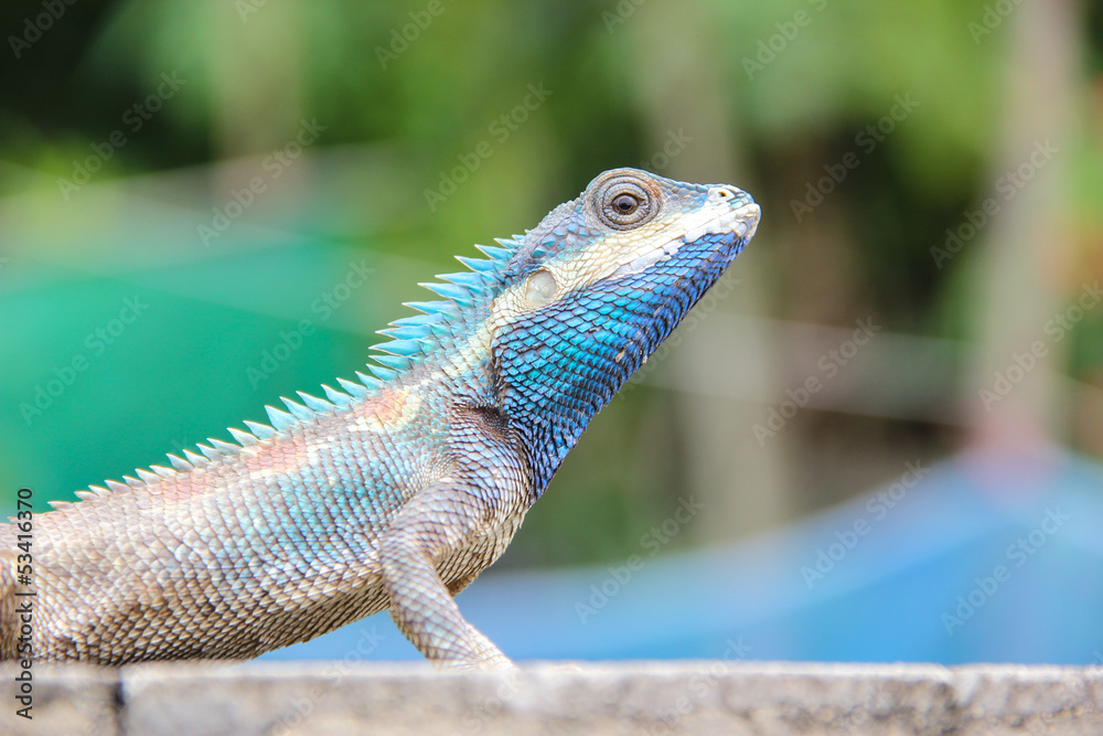 Fototapeta premium Blue Lizard