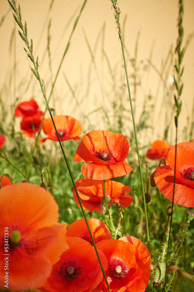 Fototapeta premium Field of Poppy Flowers Papaver rhoeas in Spring