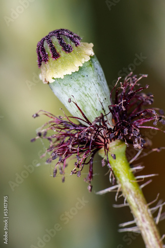 Obraz na plátně anatomie d'une fleur