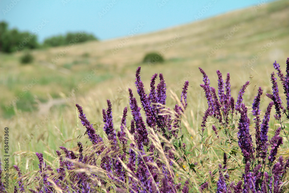 Obraz premium salvia