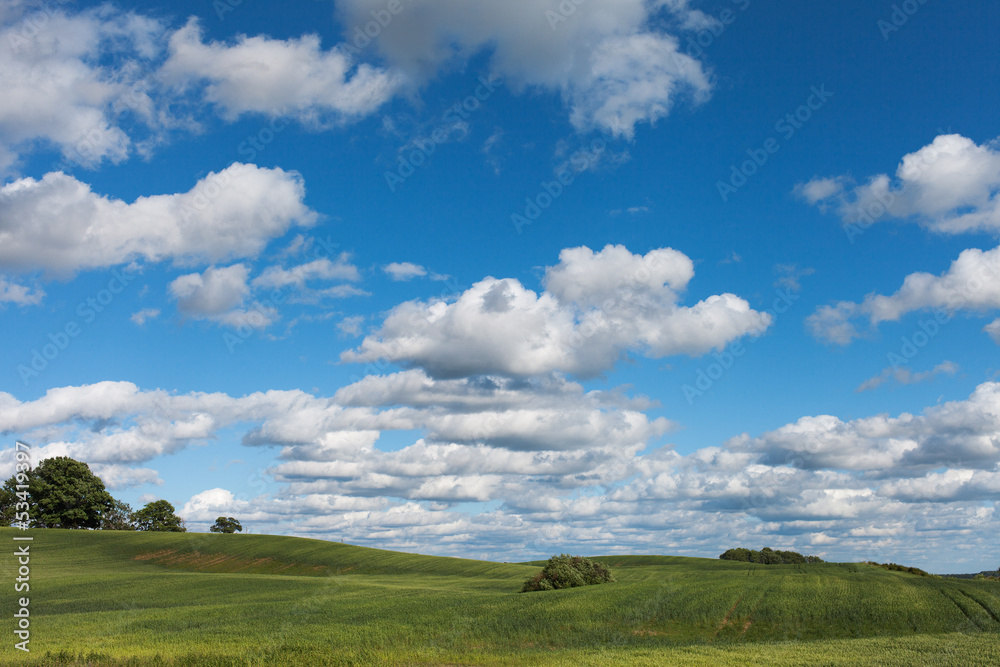 Obraz premium Green wheat field.
