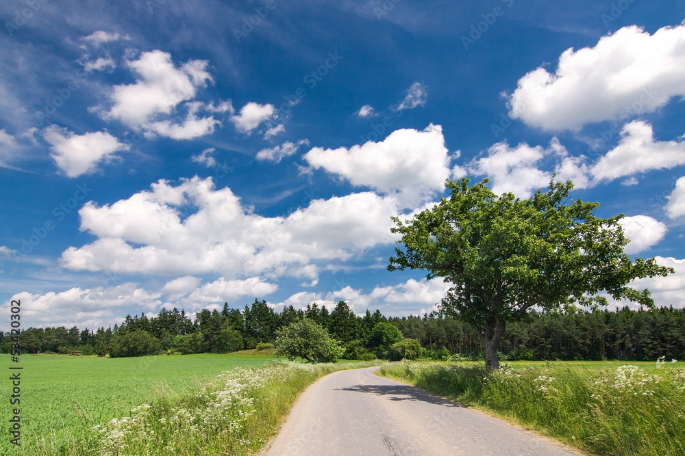 Road through the summer countryside Road through the summer countryside