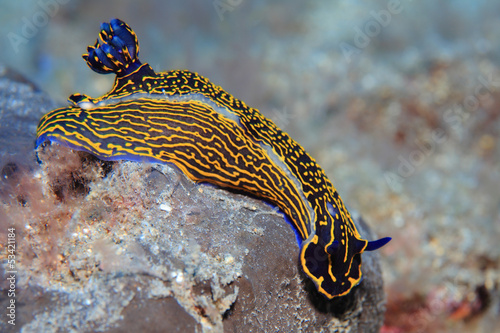 Prachtsternschnecke (Hypselodoris picta) photo