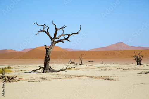 Deadvlei, Sossusvlei