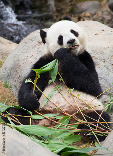 Panda bear © swisshippo