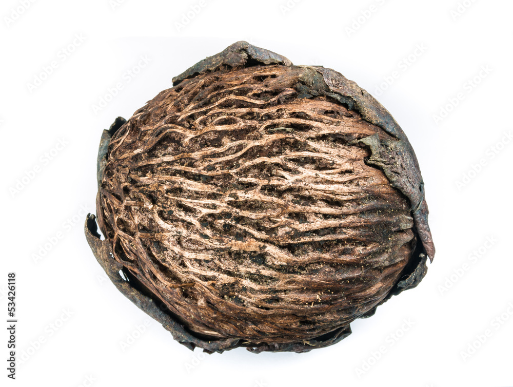 Fototapeta premium asian cerbera odollam's dried seed