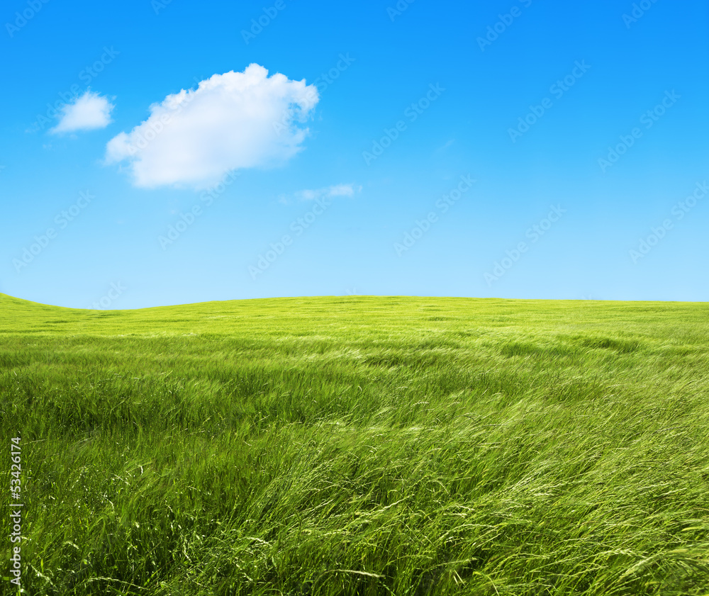 paisaje de campos de hierba verde.Fondo de naturaleza