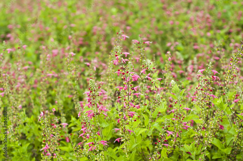 Wild pink flower. Wild pink flower.