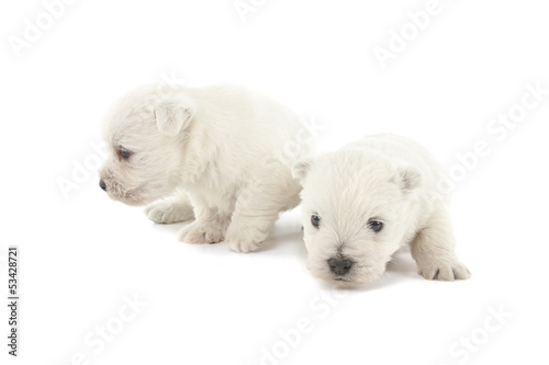 two West Highland White Terrier puppies © Nikolai Tsvetkov
