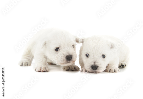 two West Highland White Terrier puppies
