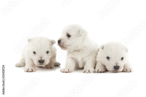 three West Highland White Terrier puppies