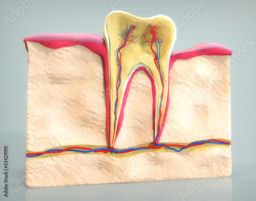Tooth section