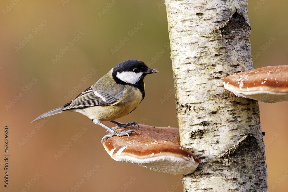 Obraz premium Great tit, Parus major,