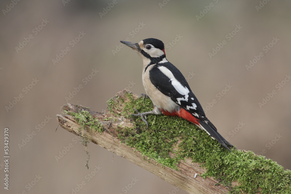 Great-spotted woodpecker, Dendrocopos major, male Great-spotted woodpecker, Dendrocopos major, male