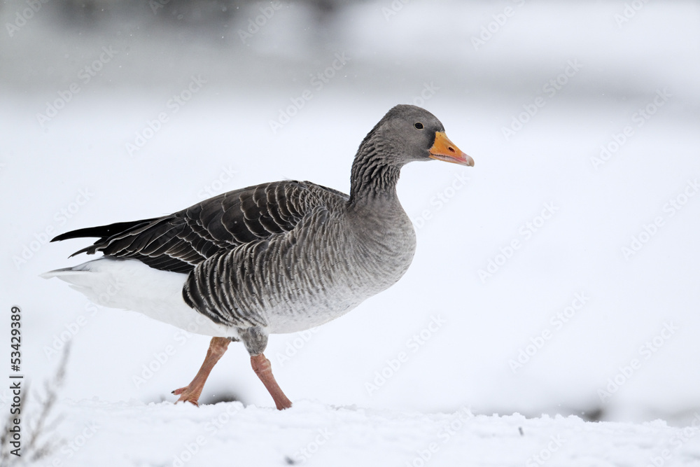 Greylag goose, Anser anser, Greylag goose, Anser anser,