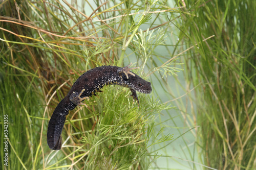 Great-crested newt, Triturus cristatus,  photo