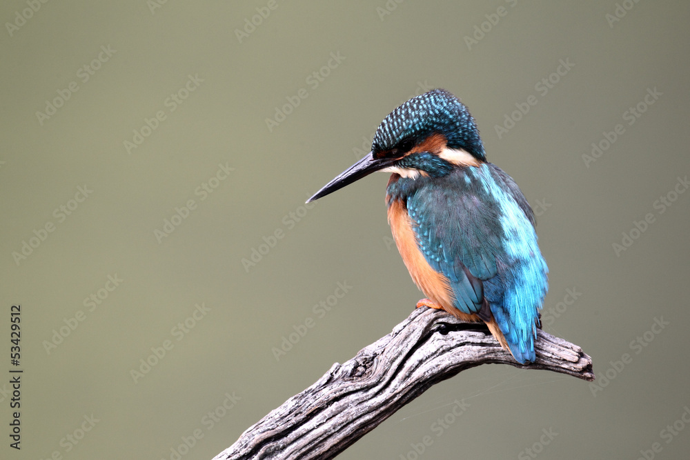 Fototapeta premium Kingfisher, Alcedo atthis,