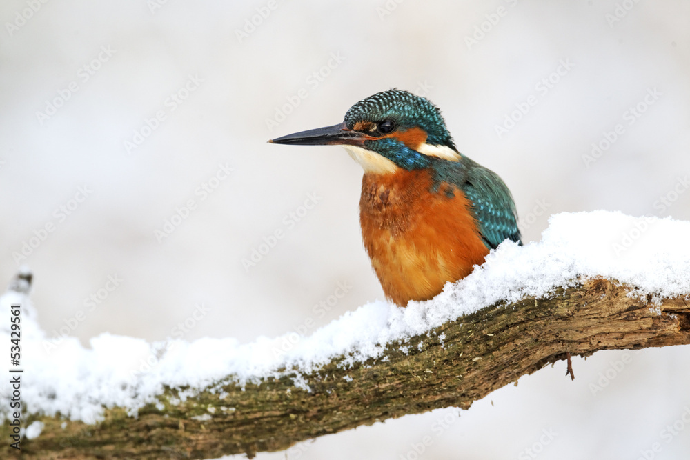 Kingfisher, Alcedo atthis, Kingfisher, Alcedo atthis,
