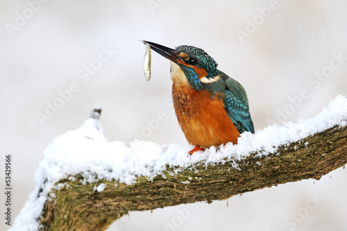 Принти на полотні Kingfisher, Alcedo atthis,