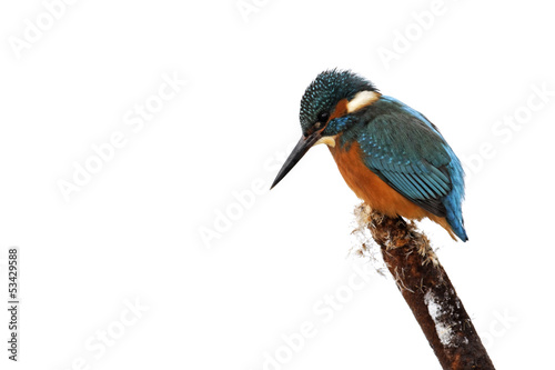 Kingfisher, Alcedo atthis,