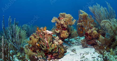 Underwater coral reef Roatan