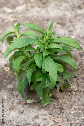 Stevia rebaudiana