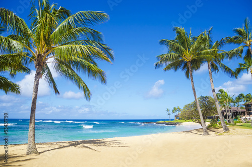 Palm trees on the sandy beach in Hawaii © ellensmile