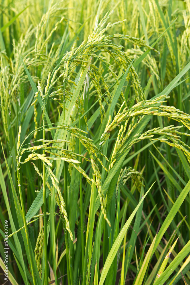 paddy rice field close up paddy rice field close up